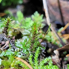 Ptychostomum pseudotriquetrum