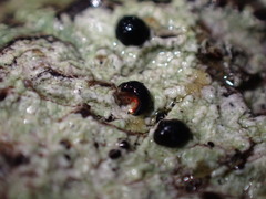 Mycoblastus sanguinarius