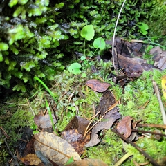 Ptychostomum pseudotriquetrum