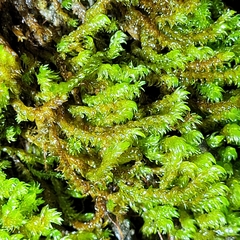 Hygrohypnum luridum