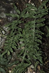 Phlebodium aureum