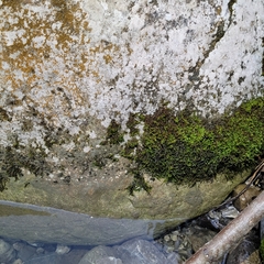 Hygrohypnum luridum