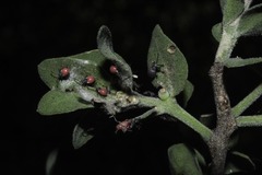 Stenomacra marginella