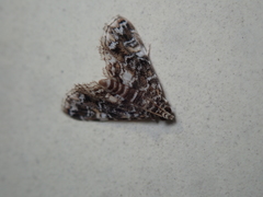 Elophila melagynalis