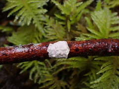 Byssomerulius corium