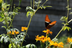 Siproeta epaphus epaphus