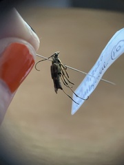 Etorofus obliteratus