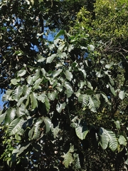 Guarea kunthiana