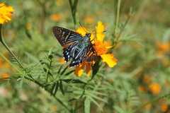 Phocides urania urania