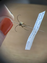 Etorofus obliteratus