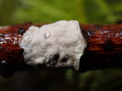 Byssomerulius corium