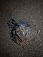 Rhizostoma pulmo