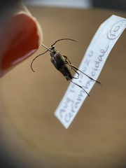 Etorofus obliteratus