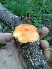 Gymnopilus suberis