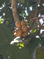 Guarea kunthiana
