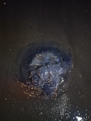 Rhizostoma pulmo