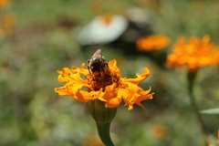 Xylocopa subvirescens