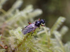 Bibio palliatus