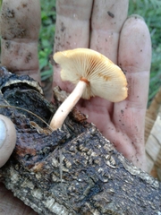 Gymnopilus suberis