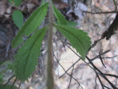 Eupatorium album