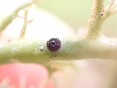 Opegrapha sphaerophoricola