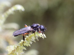 Bibio palliatus