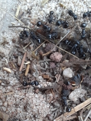 Myrmicaria nigra