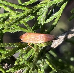 Gyponana gladia