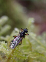 Bibio palliatus