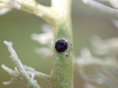 Opegrapha sphaerophoricola