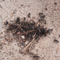 Myrmicaria nigra