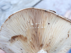 Lactarius argillaceifolius