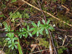 Galium aparine