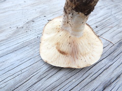 Lactarius argillaceifolius