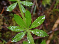 Galium aparine