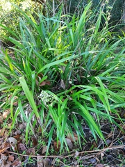 Dianella caerulea caerulea