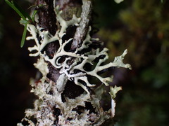 Hypogymnia tubulosa
