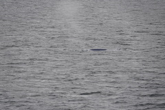 Balaenoptera musculus