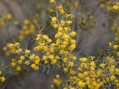 Acacia wilhelmiana
