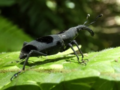 Rhodobaenus nawradii