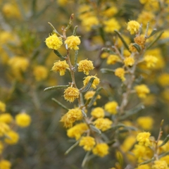 Acacia wilhelmiana