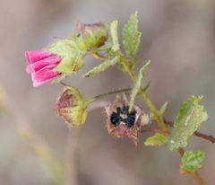 Anisodontea scabrosa