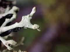 Hypogymnia tubulosa