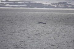 Balaenoptera musculus