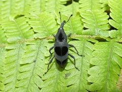 Rhodobaenus nawradii