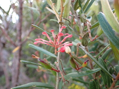 Grevillea aspera