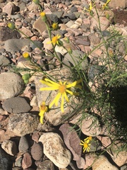 Senecio flaccidus monoensis