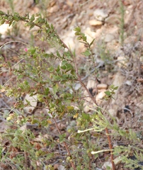 Anisodontea scabrosa