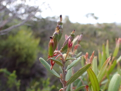 Grevillea aspera