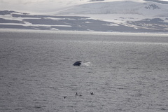 Balaenoptera musculus